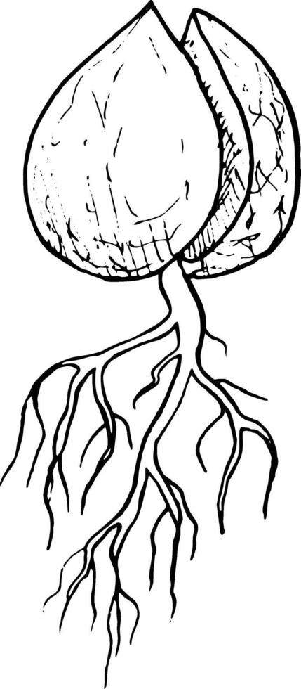 ilustração, mão desenhado abacate sementes dentro uma vidro do água para germinação. abacate brotar a partir de uma semente com folhas vetor