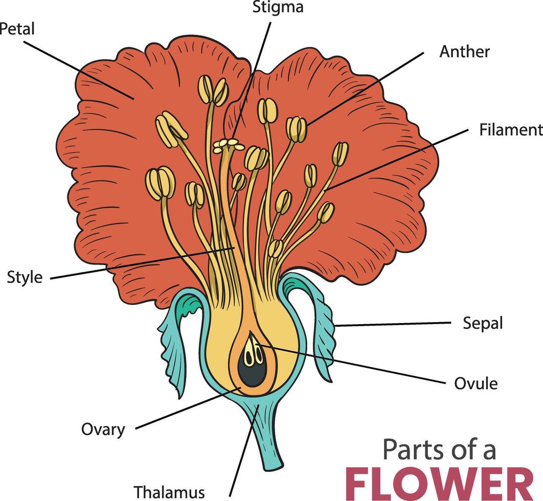 partes do uma flor diagrama vetor