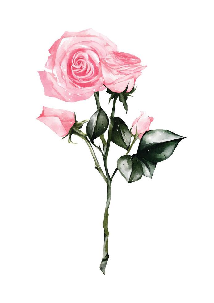 aguarela do Rosa rosa ramalhete vetor