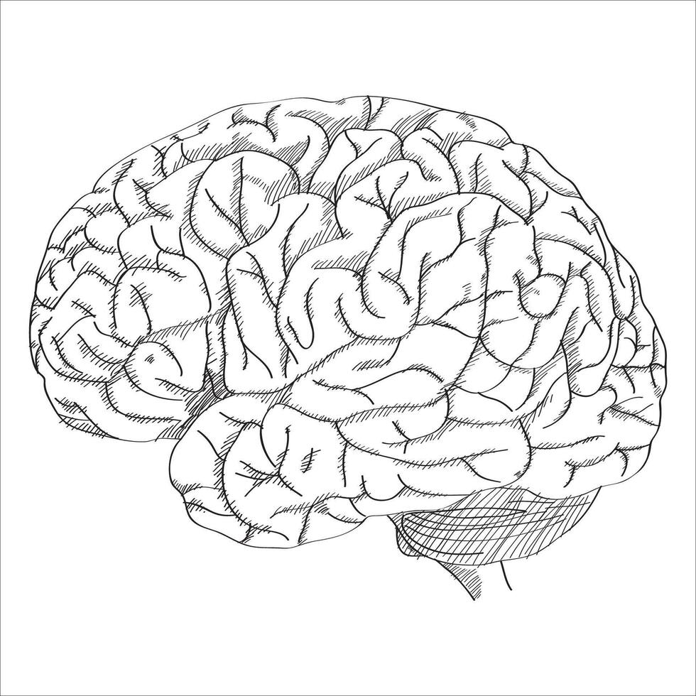 cérebro esboço acima, ilustração eps.10 vetor