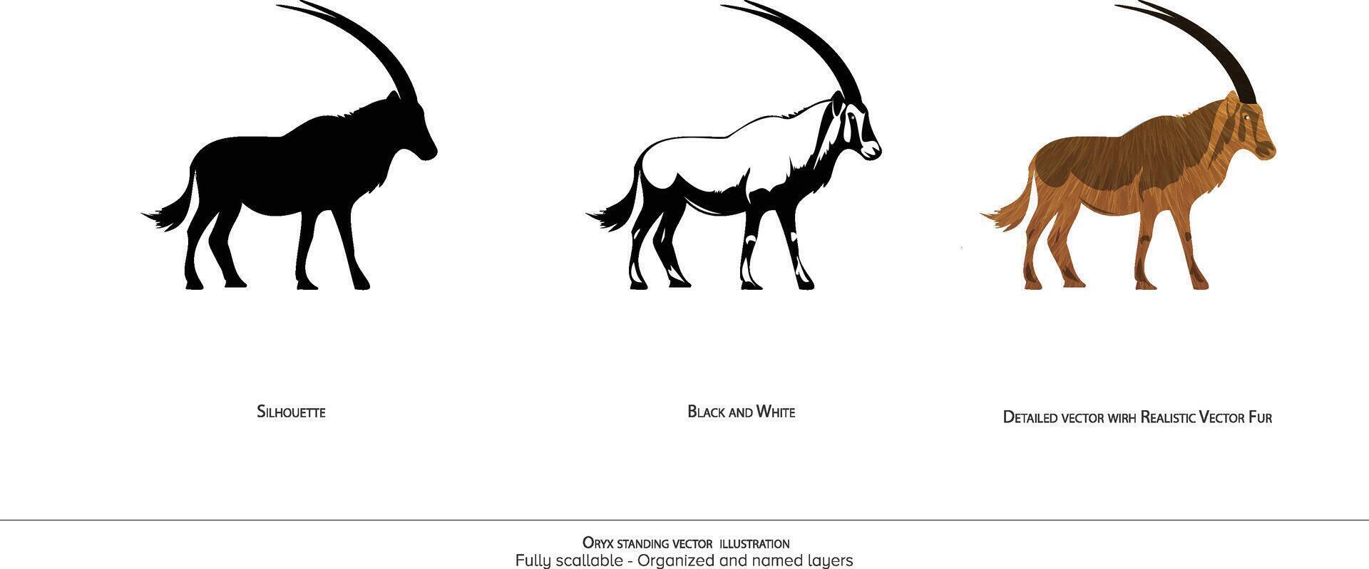 órix em pé ilustração. órix silhueta. Preto e branco. órix detalhado . realista animal ilustração - organizado camadas e animação pronto . realista Raposa desenhando vetor