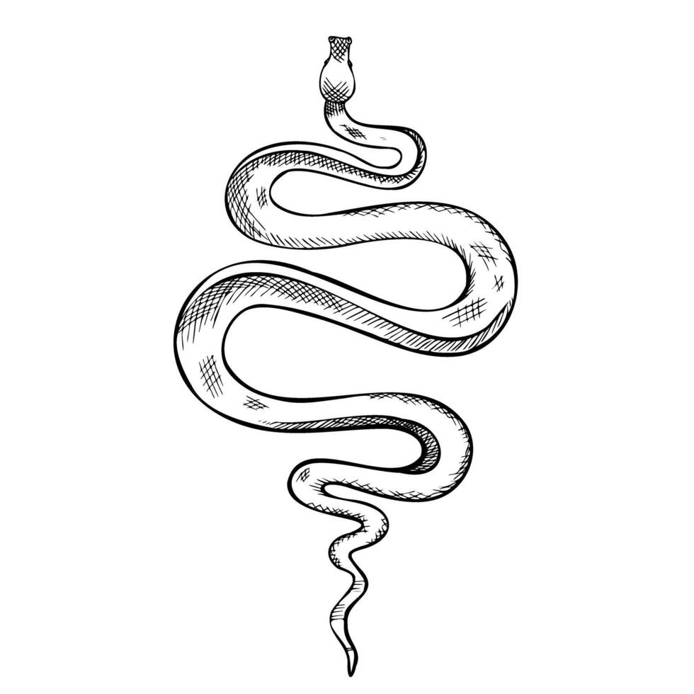 serpente ilustração. gravado desenhando do venenoso serpente. gravação do oculto víbora pintado de Preto tintas dentro esboço estilo. esboço do Pitão. linha arte do cobra venenoso animal ou anaconda vetor
