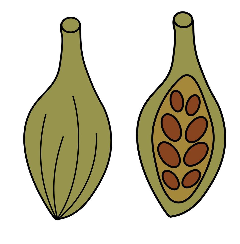 cardamomo. todo e metade com sementes. especiaria, condimento e erva. rabisco ícone, logotipo, adesivo. plano ilustração. vetor