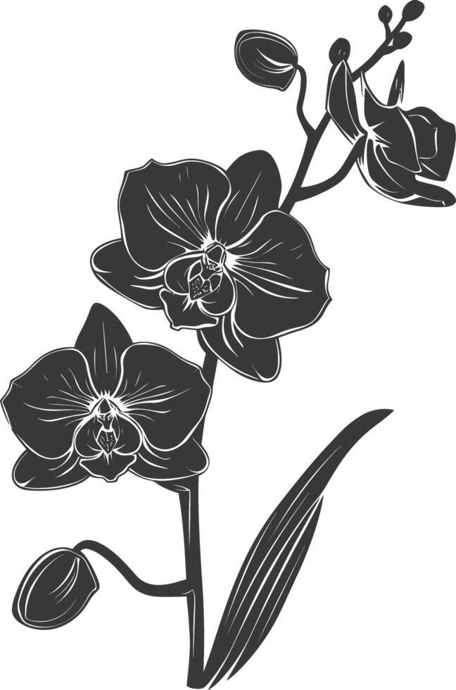 ai gerado silhueta orquídea flor Preto cor só vetor