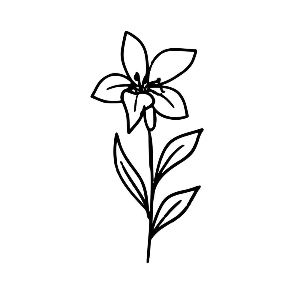 desenhado à mão flor e folhas vetor