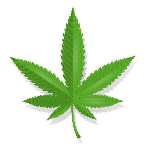 Ícone de folha de cannabis vetor