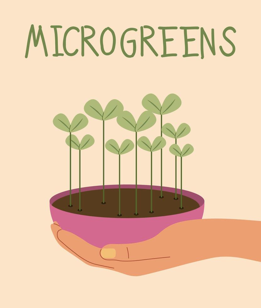 crescer microgreens. plano ilustração vetor