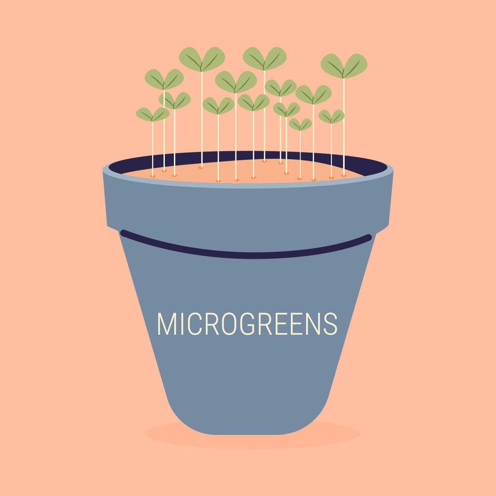 microgreens. fresco orgânico brotou sementes. saudável nutrição conceito. plano ilustração. vetor