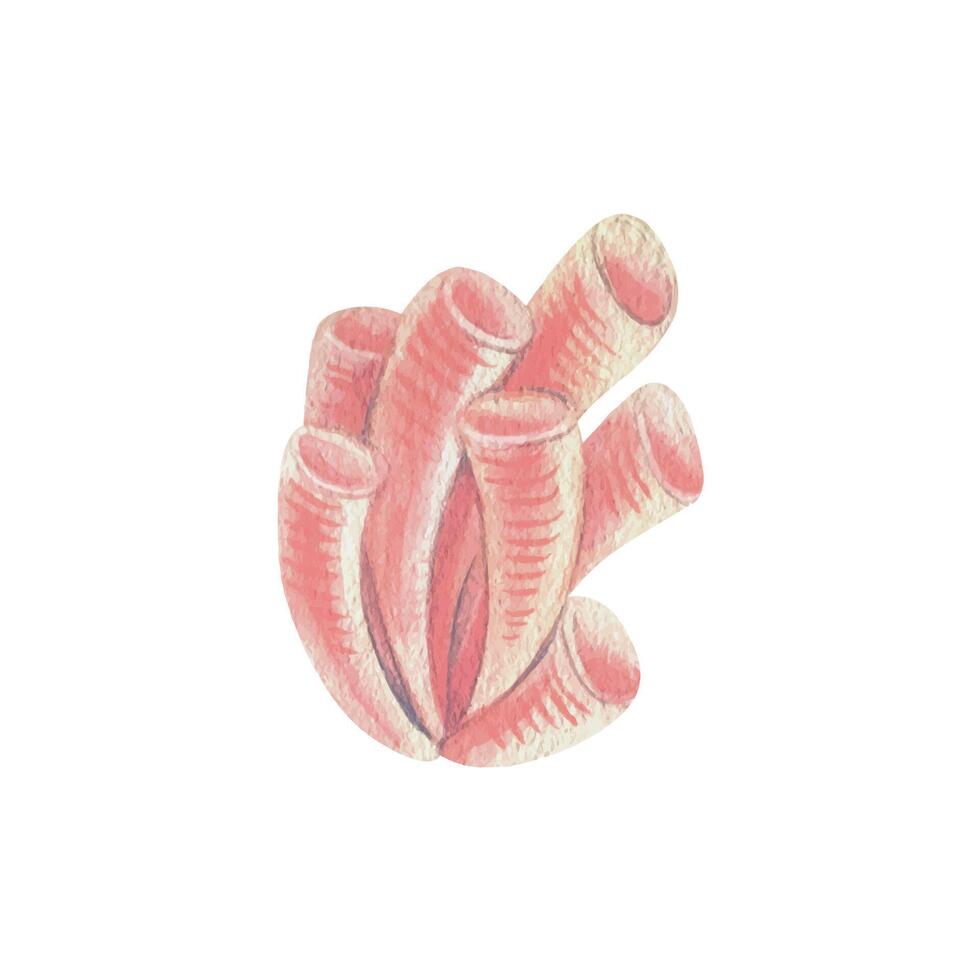 mar esponja, tubo coral, oceano embaixo da agua coral recife animais. aguarela ilustração, mão desenhado dentro pastel cores. rosa, pêssego, coral. a elemento é isolado a partir de a fundo. vetor