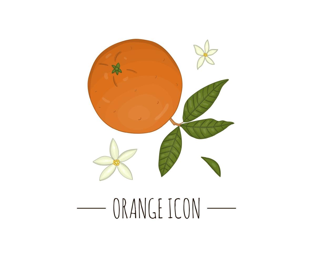 ilustração colorida do vetor de laranja isolada no fundo branco. ícone de frutas cítricas. conceito de fruta. ilustração de alimentos frescos.