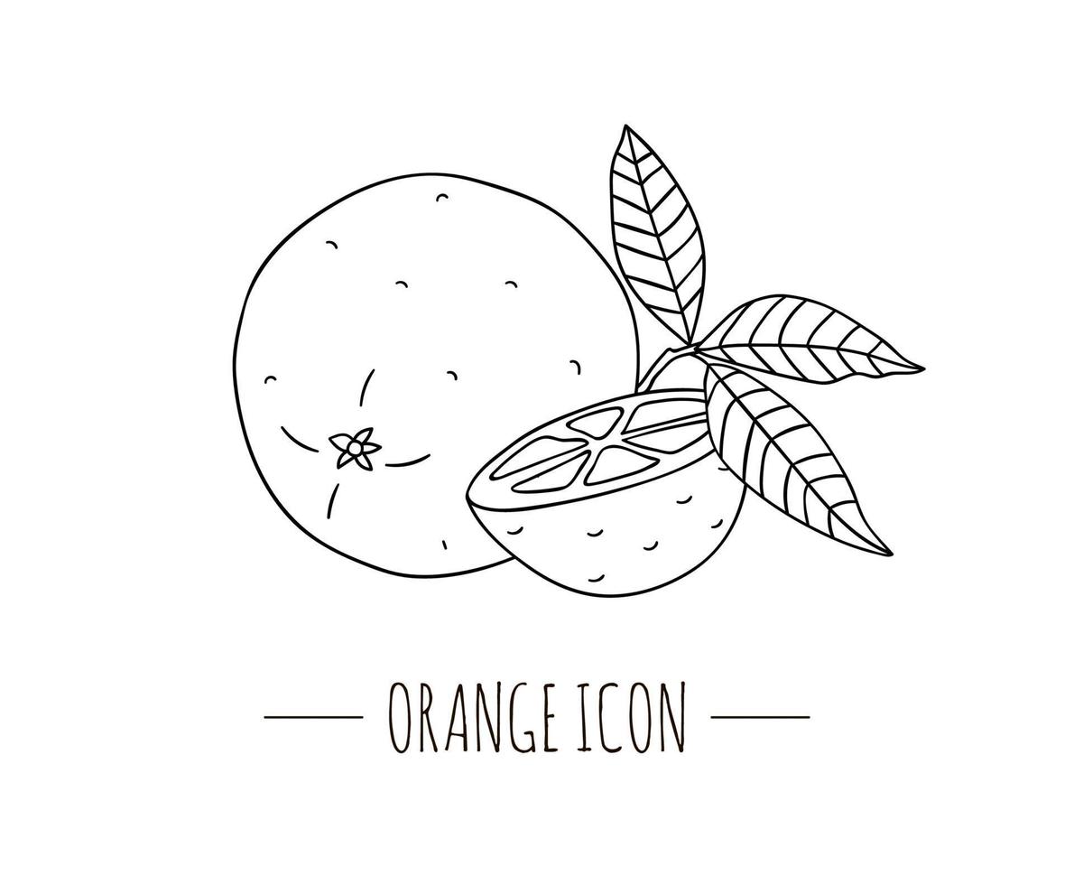 ilustração em vetor preto e branco de laranja isolada no fundo branco. ícone de frutas cítricas. conceito de fruta. ilustração de alimentos frescos.