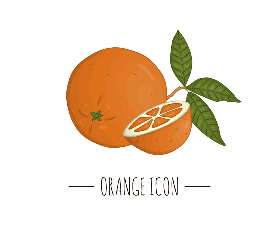 ilustração colorida do vetor de laranja isolada no fundo branco. ícone de frutas cítricas. conceito de fruta. ilustração de alimentos frescos.