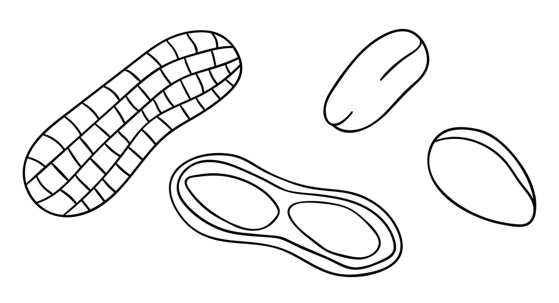 ícone de amendoim preto e branco do vetor. conjunto de nozes monocromáticas isoladas. ilustração de desenho de linha de comida em cartoon ou estilo doodle isolado no fundo branco. vetor