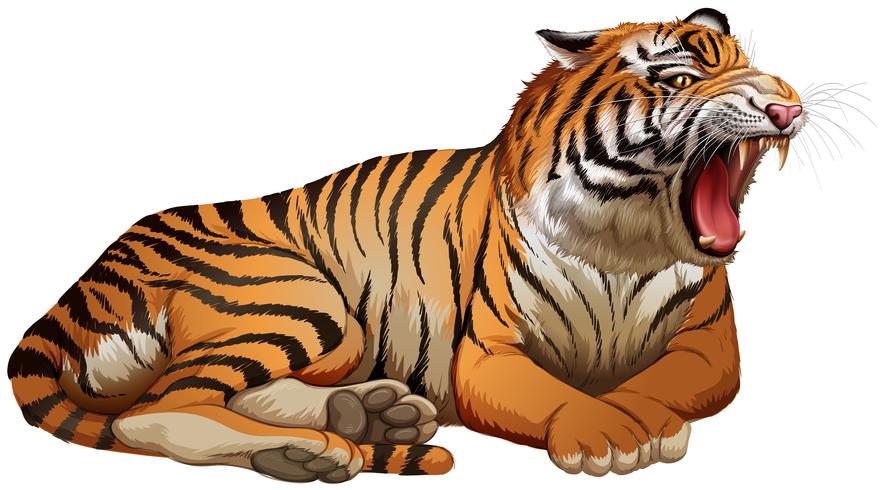 Tigre selvagem rugindo em fundo branco vetor