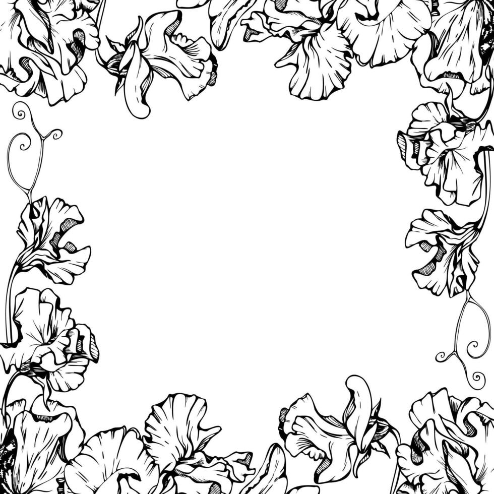 mão desenhado gráfico tinta ilustração botânico flores folhas. doce eterno ervilha, ervilhaca trepadeira leguminosa gavinhas. fronteira quadro, Armação isolado branco fundo. Projeto casamento, cartões, floral fazer compras vetor