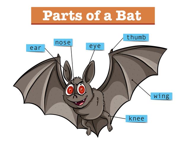 Diagrama mostrando partes do morcego vetor