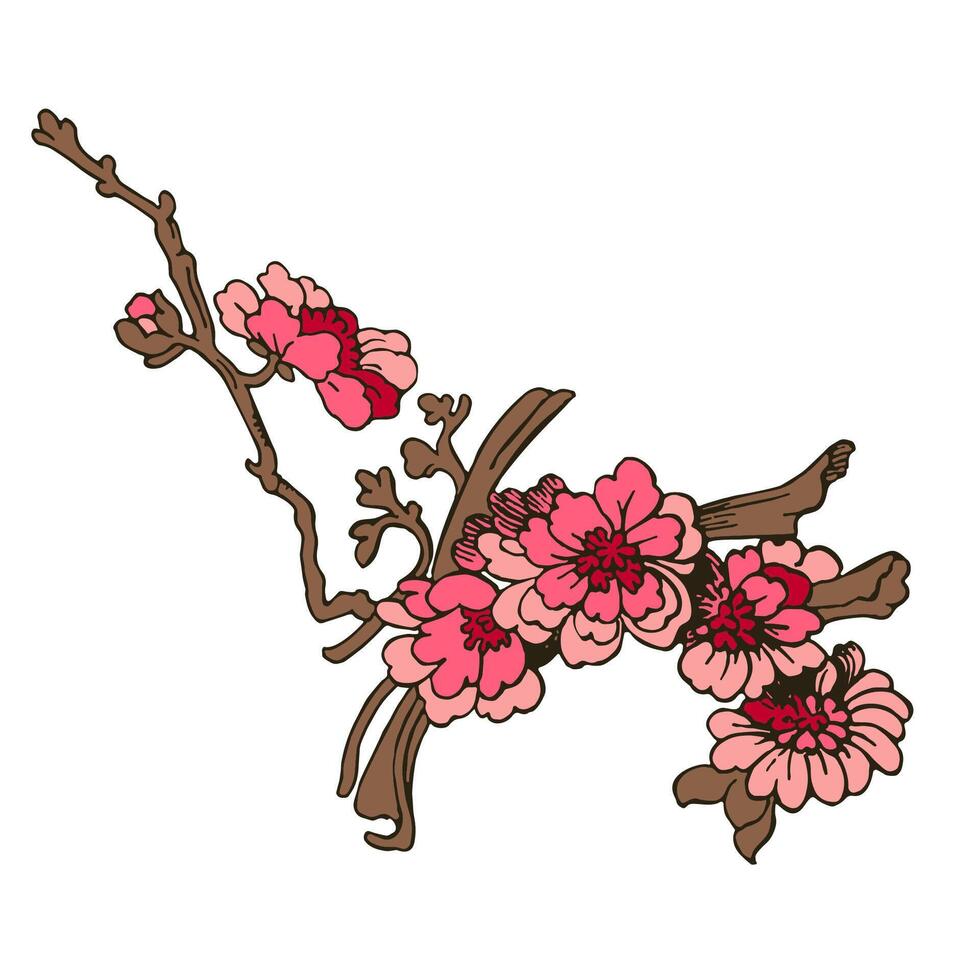 festivo sakura isolado em branco fundo. oriental tradicional, esboço ilustração. japonês, chinês, coreano na moda projeto, celebração evento cumprimento cartão festa convite poster folheto vetor