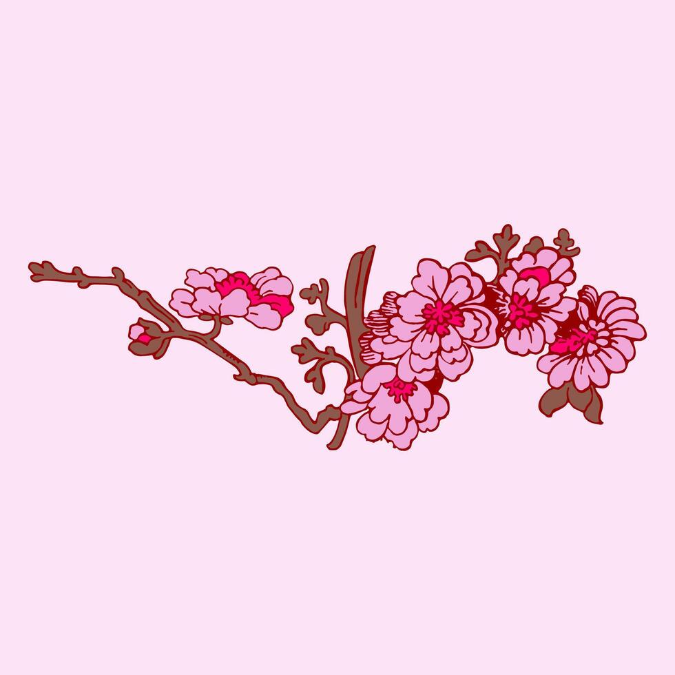 festivo sakura isolado em Rosa fundo. oriental tradicional, esboço ilustração. japonês, chinês, coreano na moda projeto, celebração evento cumprimento cartão festa convite poster folheto vetor