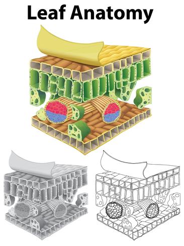 Diagrama mostrando a anatomia foliar em três esboços vetor