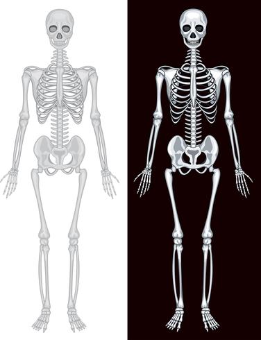 Esqueleto humano em fundo branco e preto vetor