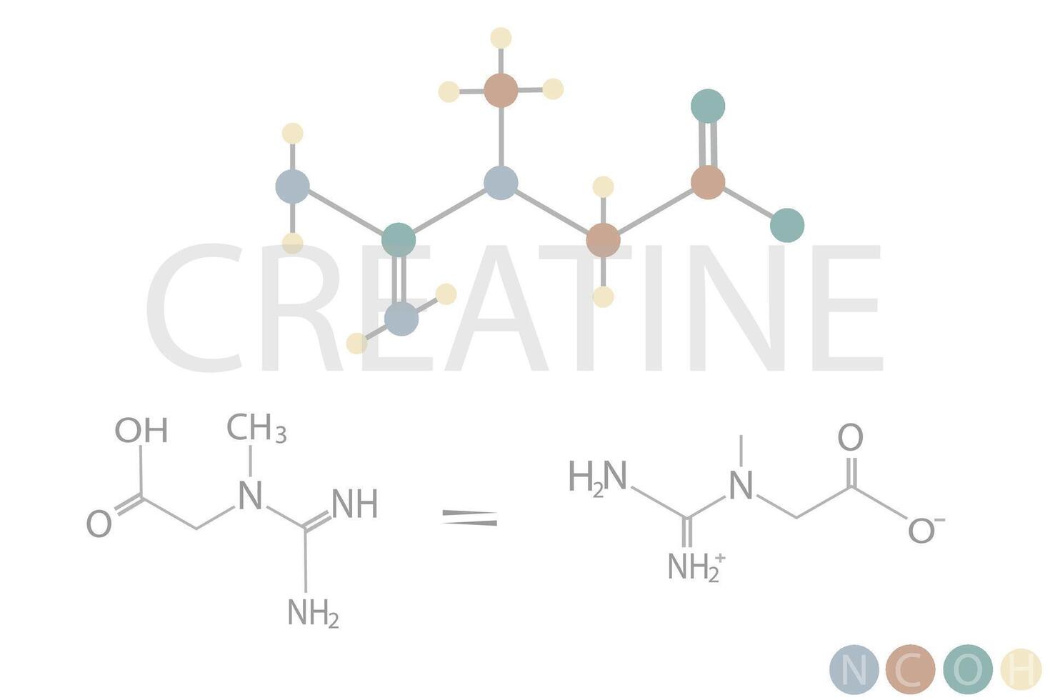 creatina molecular esquelético químico Fórmula vetor