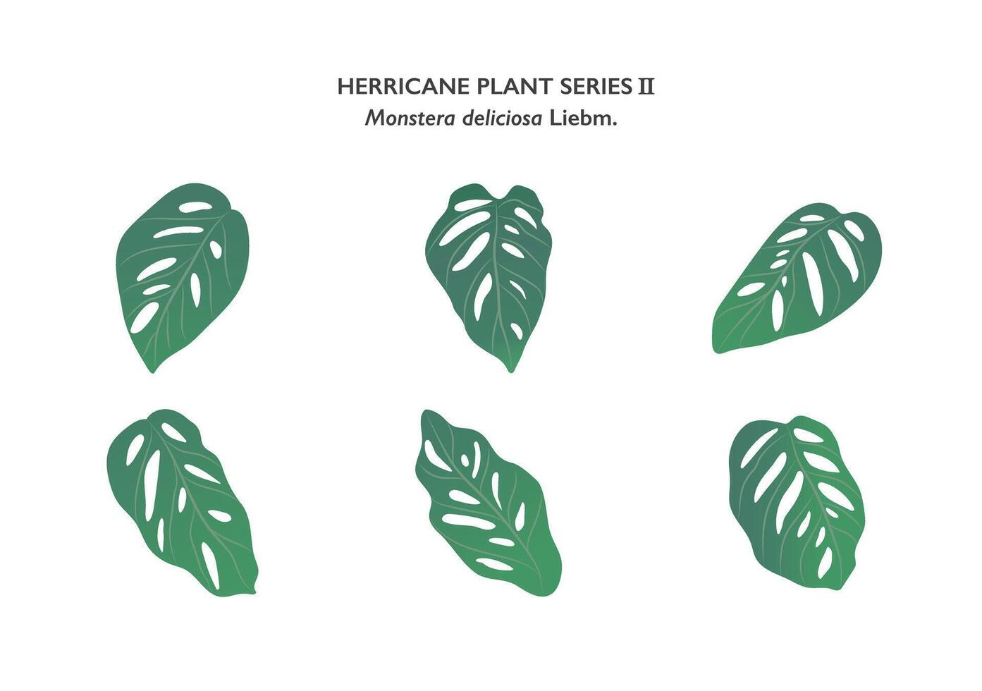 monstera folhas enfeite isolado em branco fundo série1 vetor