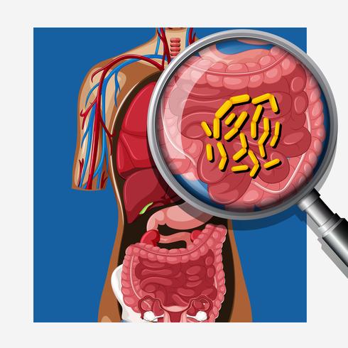 Humano com Flora Intestinal vetor