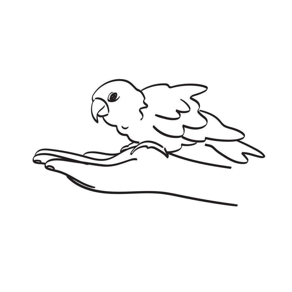 closeup mão segurando papagaio ilustração vetorial isolado na arte de linha de fundo branco. vetor