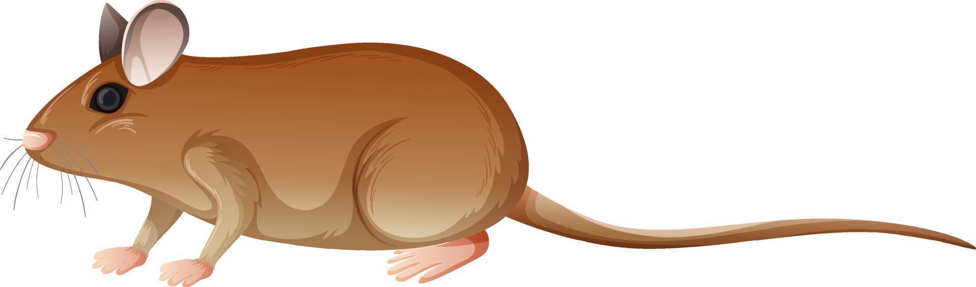rato gafanhoto em estilo cartoon, isolado no fundo branco vetor