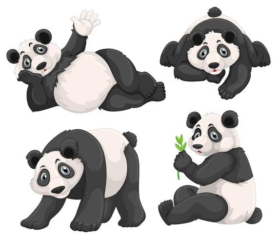 Panda em quatro poses diferentes vetor