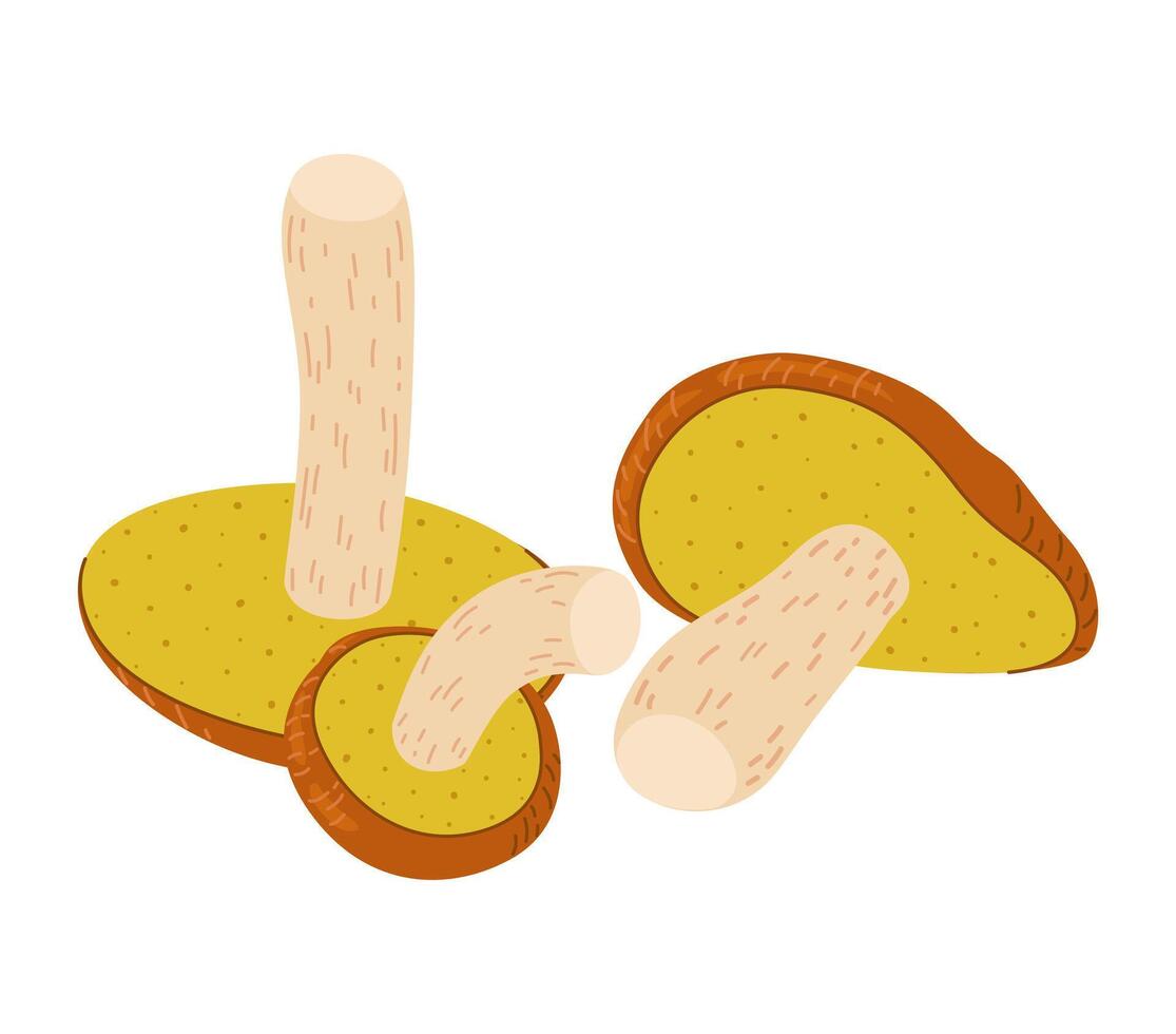 Suillus cogumelos. comestível fungo. mão desenhado na moda plano estilo isolado em branco fundo. outono floresta colheita, saudável orgânico comida, vegetariano Comida. vetor