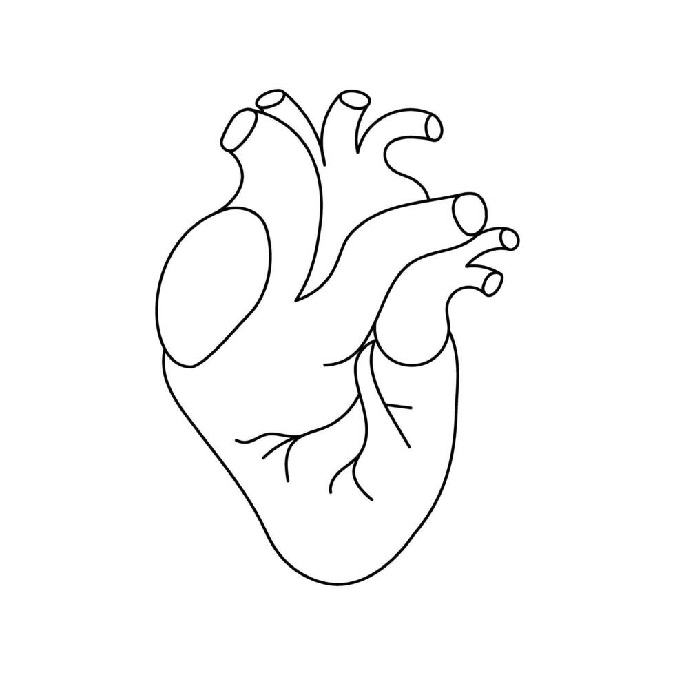 humano coração esboço ícone em branco fundo vetor