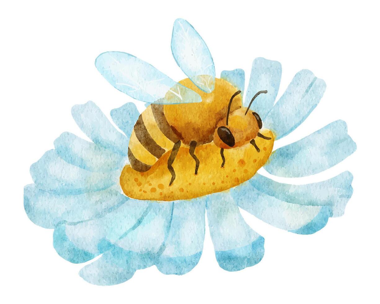 abelha em margarida flor. aguarela ilustração isolado em branco fundo. vetor