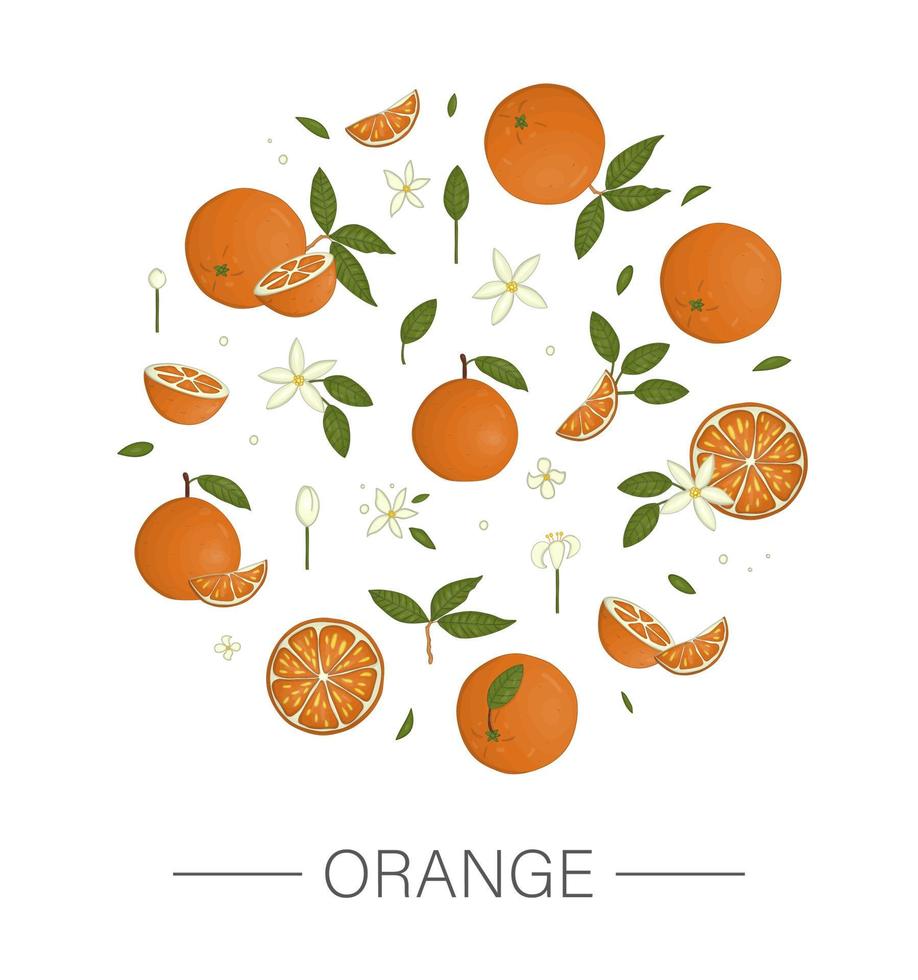 vetor colorido conjunto de laranjas enquadrado em um círculo isolado no fundo branco. coleção colorida de frutas cítricas, folhas, flores, galhos. ilustração de comida fresca