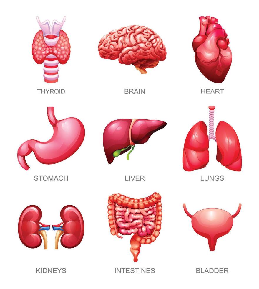 conjunto do humano interno órgãos. tireoide, cérebro, coração, estômago, fígado, pulmões, rins, intestinos e bexiga. ilustração vetor