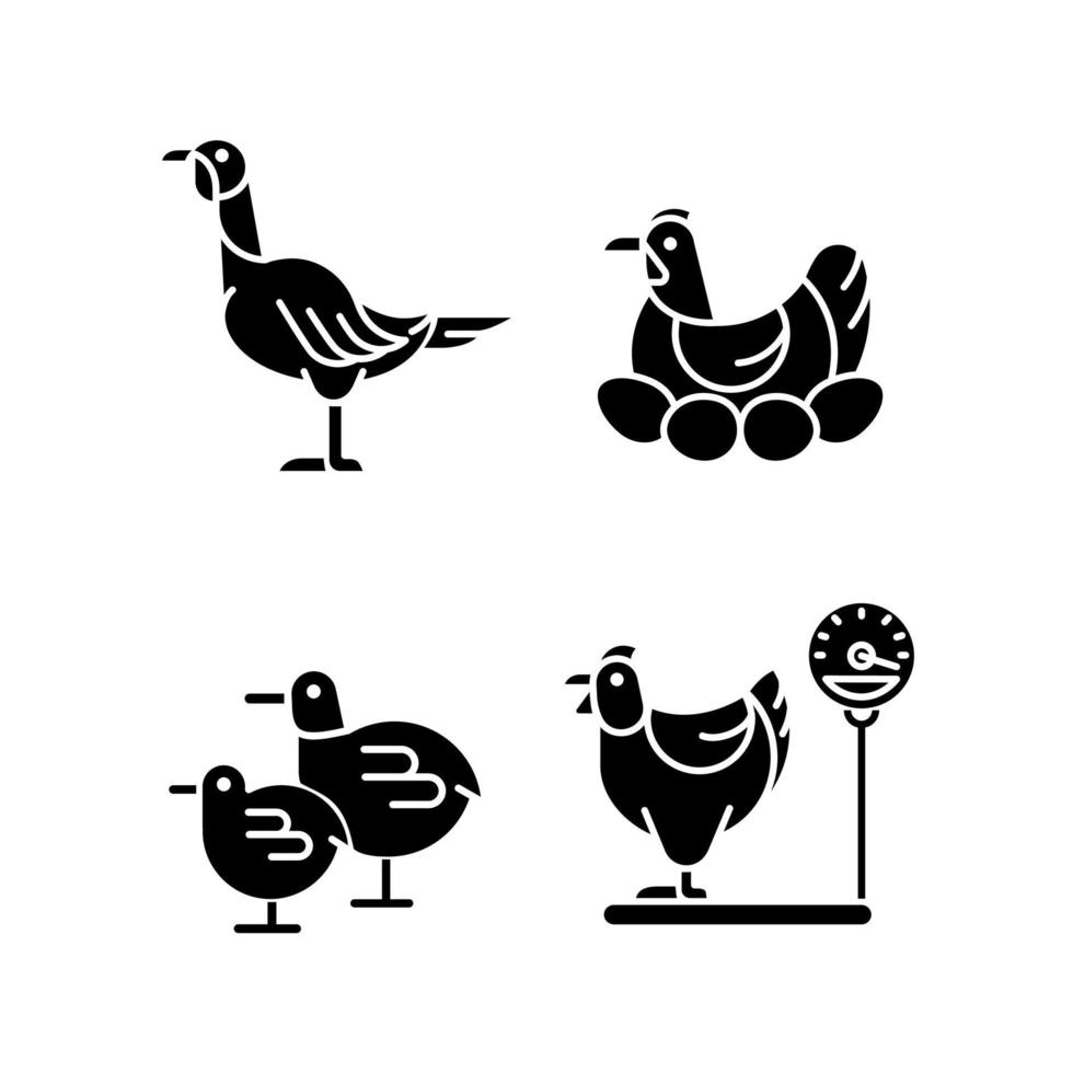 galinhas domésticas ícones de glifo preto definidos no espaço em branco. pássaros fêmeas. peru e frango. galinha choca. avicultura para ovos e carne. símbolos de silhueta. ilustração isolada do vetor