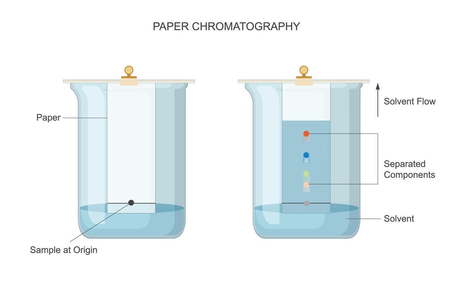 pioneiro papel cromatografia. separando soluções com precisão. vetor