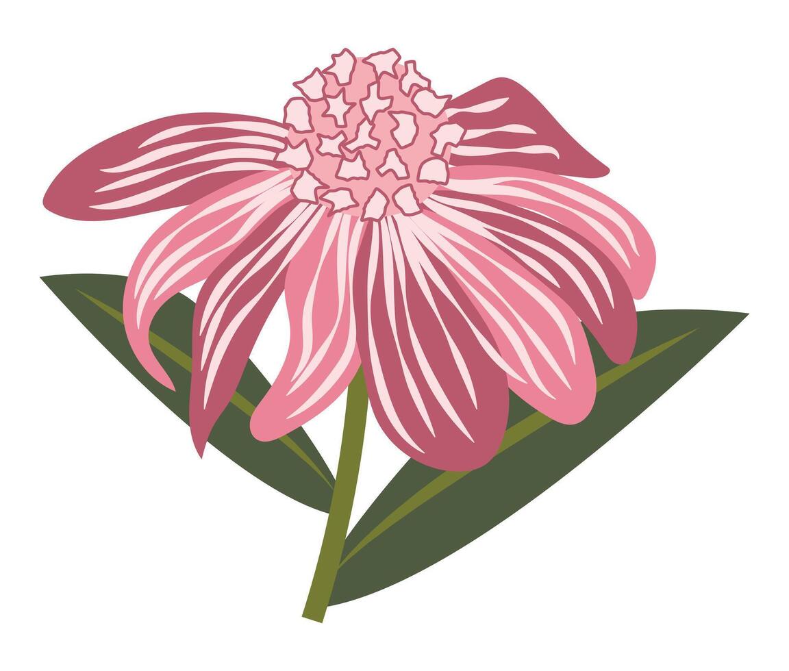 abstrato Rosa margarida dentro plano Projeto. echinacea galho com verde folhas. ilustração isolado. vetor