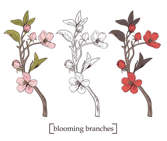 Árvore de florescência. Definir coleção. Ramos botânicos tirados mão da flor no fundo branco. Ilustração vetorial vetor