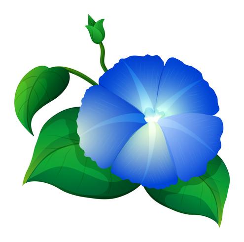 Flor da ipoméia azul com folhas verdes vetor