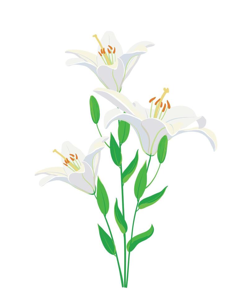 branco lírios isolado em uma branco fundo, ilustração do flores, pode estar usava para convites e cumprimento cartões. vetor
