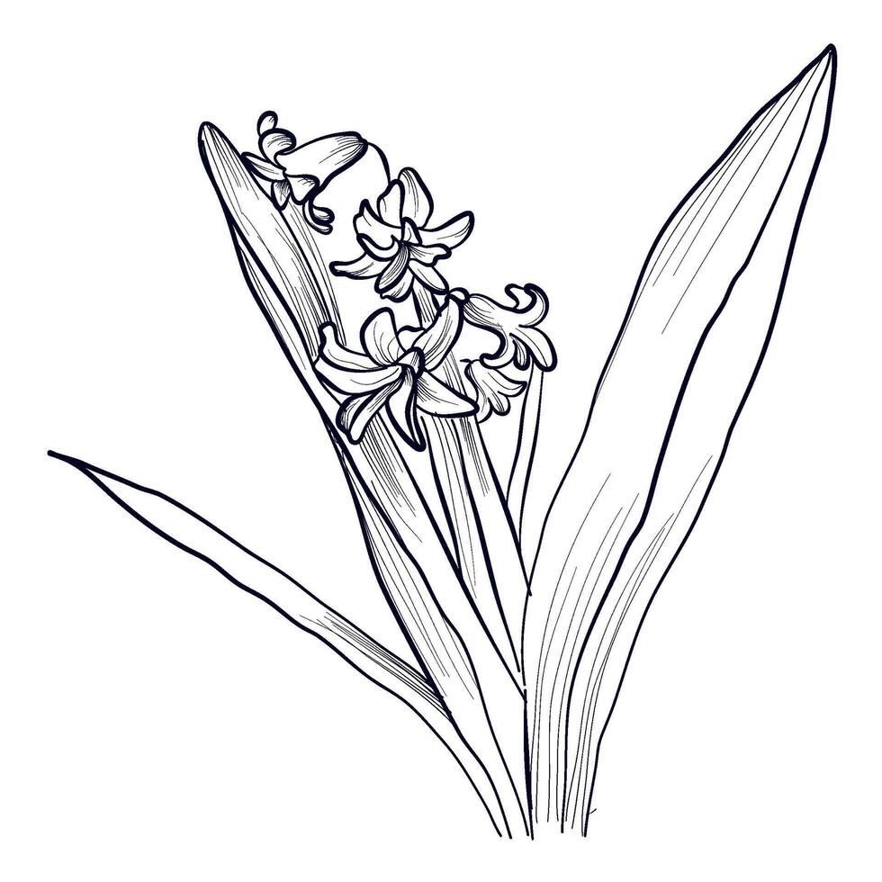 Preto e branco desenhado à mão jacinto flor vetor