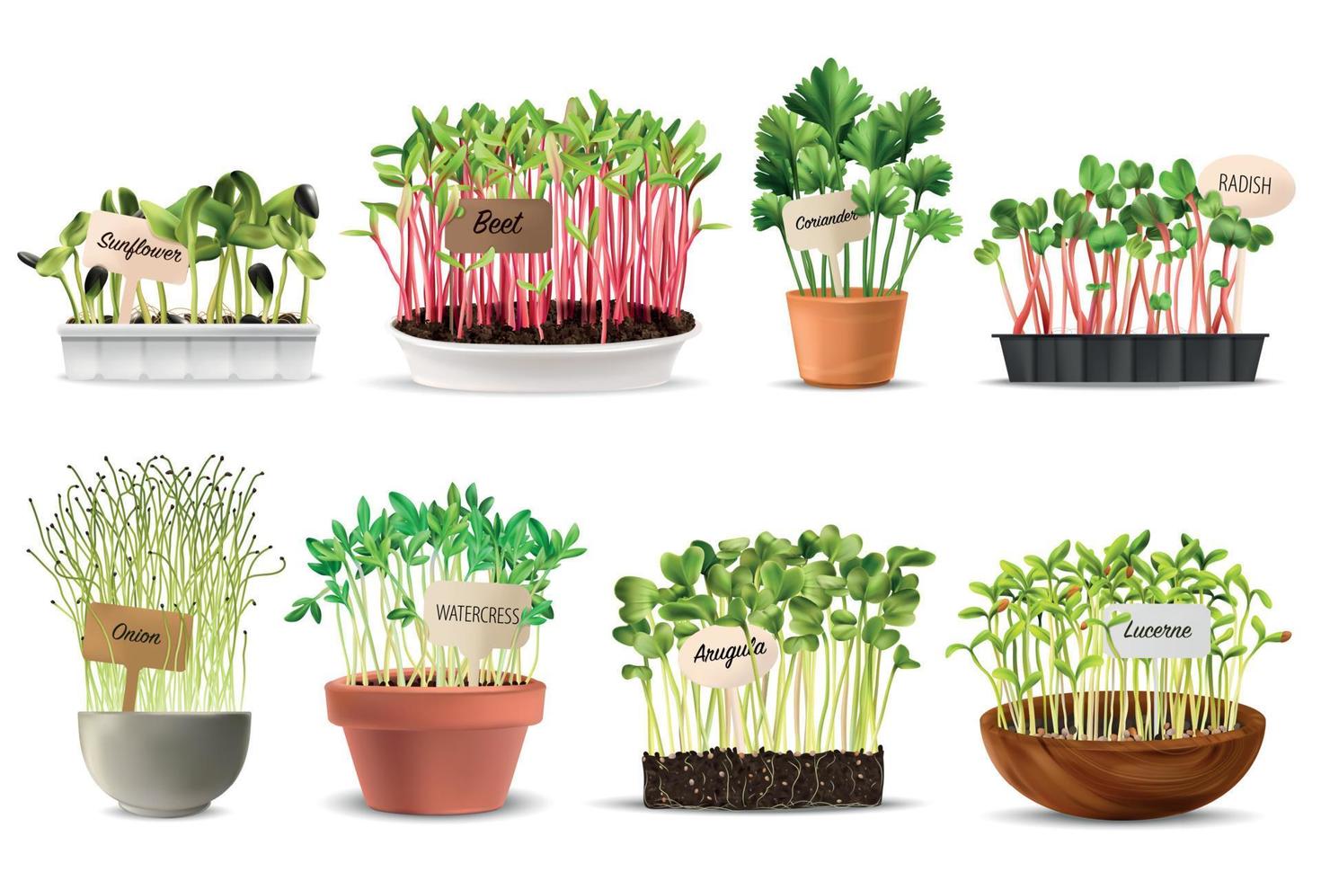 conjunto de microgreens de nutrição saudável vetor