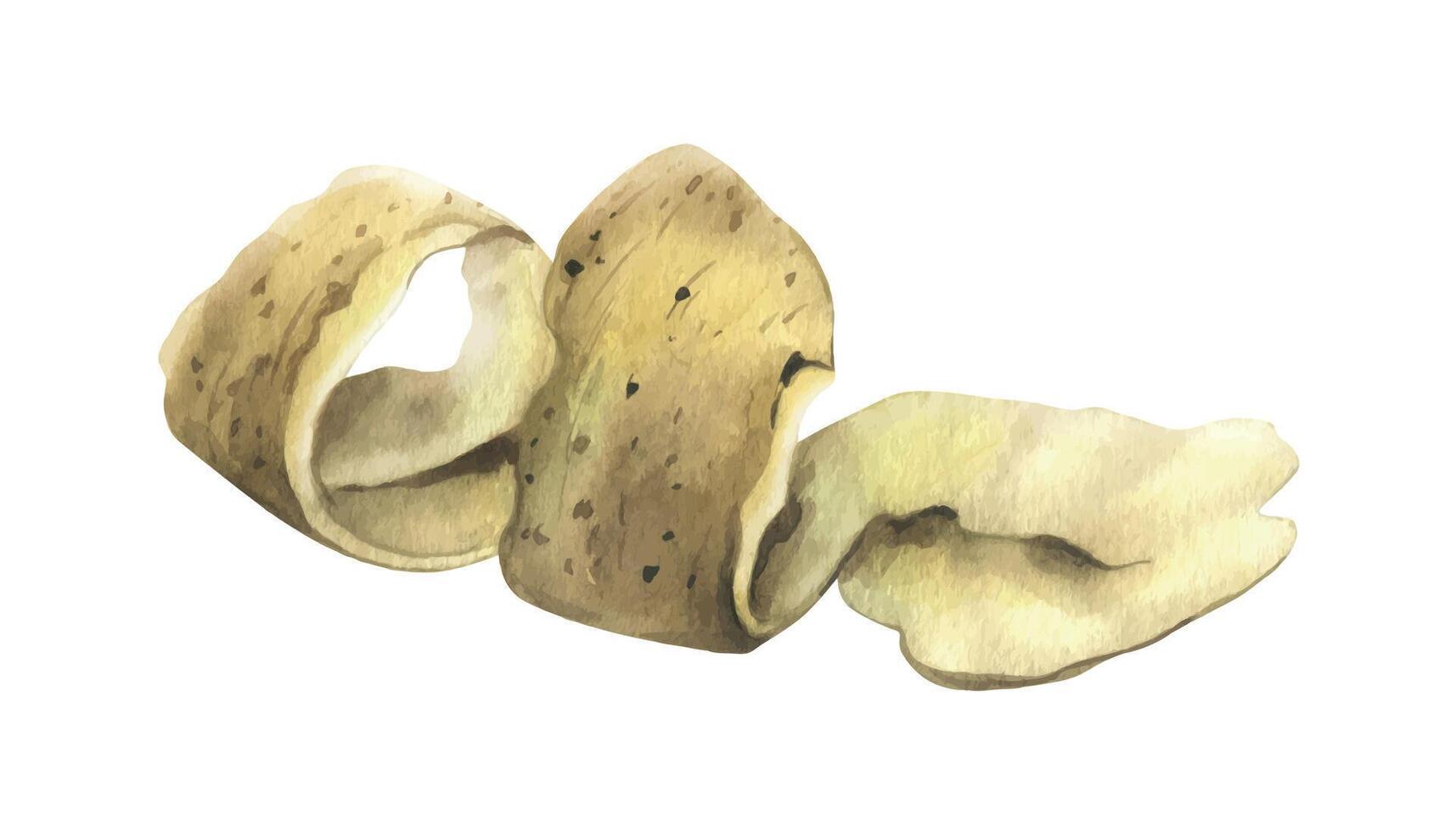 descamação branco batatas com Castanho pele dentro uma espiral forma. aguarela ilustração, desenhado à mão em a tema do colheita, culinária, comida, embalagem vegetal fazer compras Projeto. elemento isolado a partir de fundo vetor