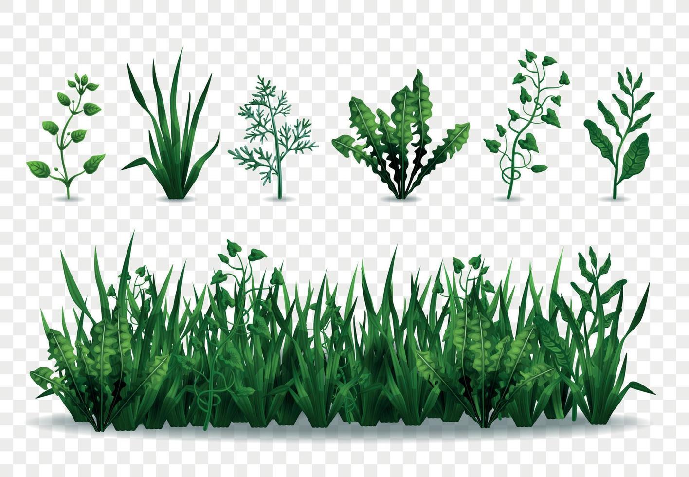 conjunto de gramas verdes vetor