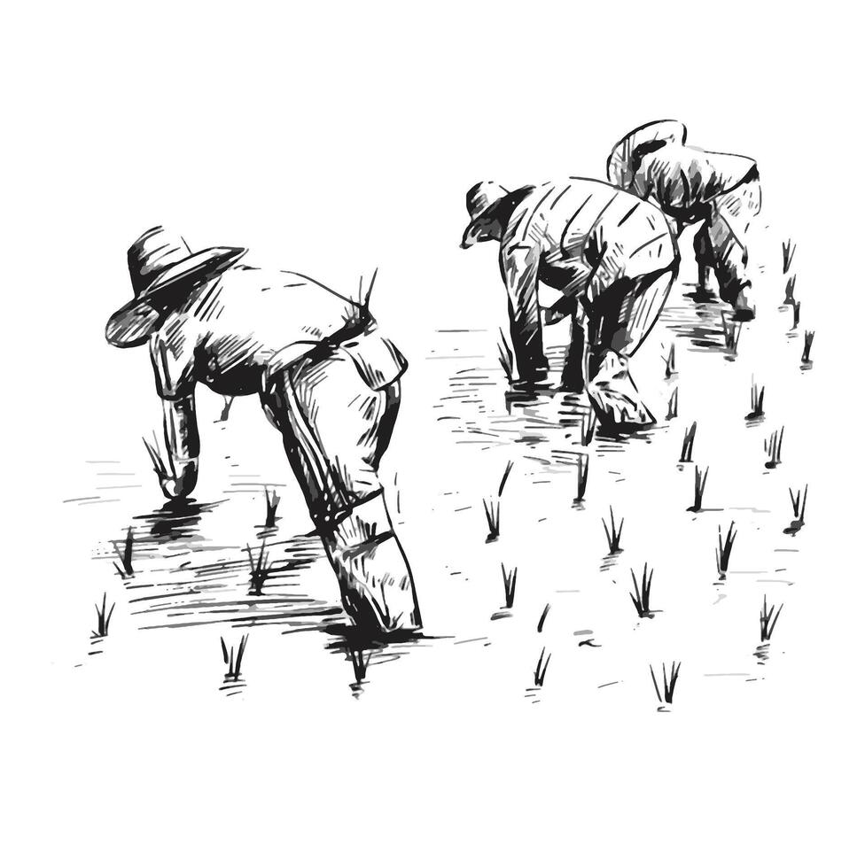desenhando do tailandês agricultores estão plantio arroz dentro a Fazenda vetor