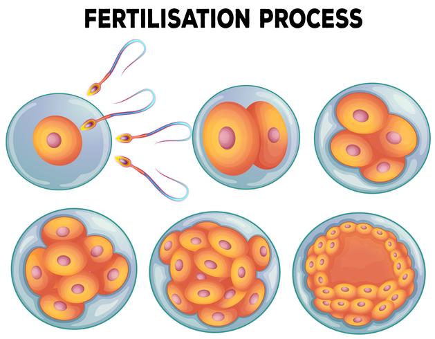 Diagrama do processo de fertilização vetor