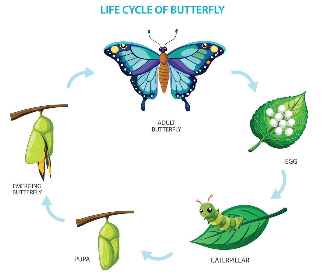 ovo, lagarta, crisálida, borboleta, a elegante metamorfose desdobra-se vetor