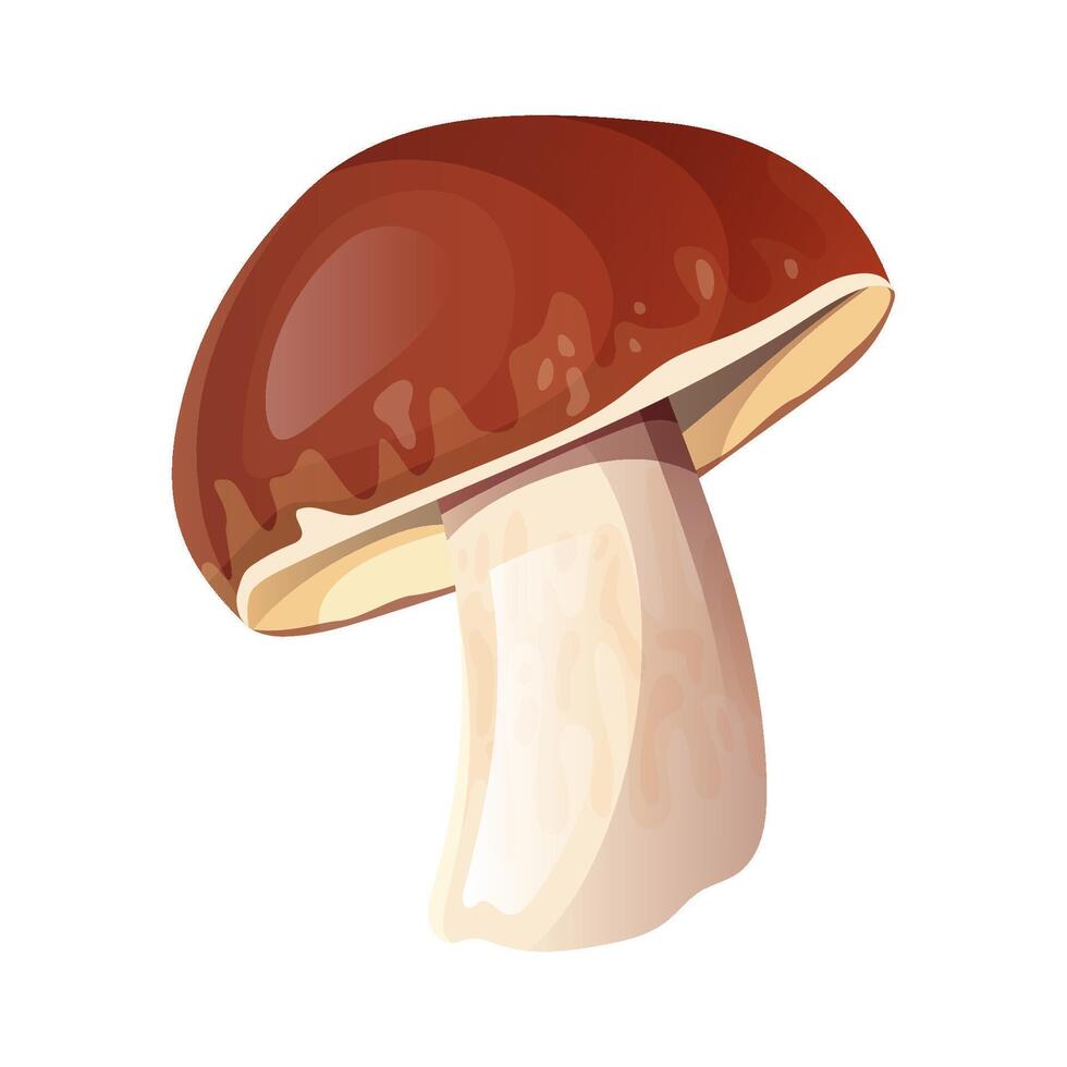 Porcini cogumelo ilustração. solteiro boletos Edulis isolado. floresta e culinária conceito para Projeto e imprimir. realista estilo. vetor