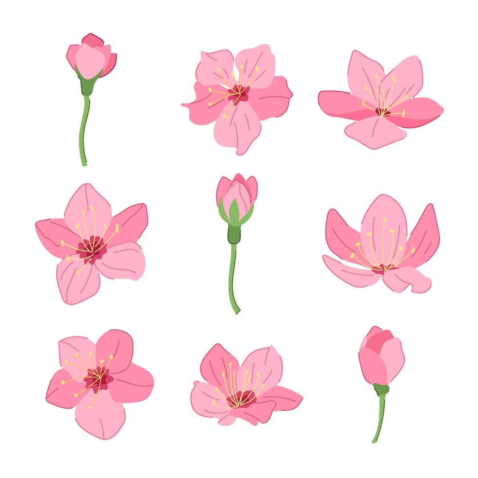 sakura cereja Flor conjunto desenho animado ilustração vetor